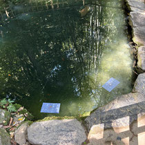 八重垣神社の縁結びの占い池、縁に無数の沈んだ和紙が、、。