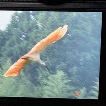 ツワー同行のベテランさんが捉えトキ(crested ibis)です　凄かった。