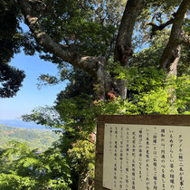 何だか説明が素晴らしいです