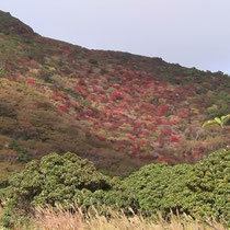 黒岩山紅葉2