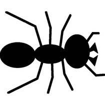 Ant