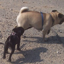 Bärbel mit Mopsfreund Anton beim ersten Gassi-Gang!