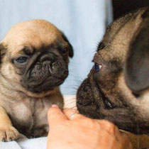 Finlay & Ghandi 