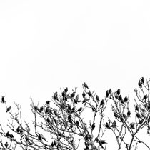 © Claudia Kruszka