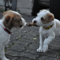 Emmi und Erbse