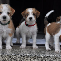 Ella, Esso, Emmi und Eva