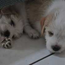 Elice und Edison