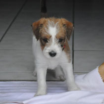 Emmi