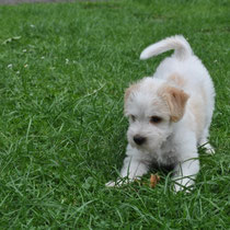 Elice