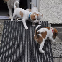 Einstein, Ella und Emmi