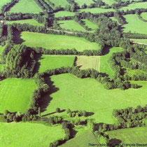 Eine Landschaft mit vielen Hecken und Feldern