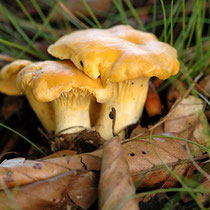 Girolles - Pfifferlinge - Eierschwämme