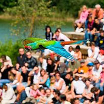 Le Parc des Oiseaux in Villars-les-Dombes - Vogelflugshow