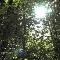 Galerie Européenne de la Forêt et du Bois - Ausstellung des Waldes und des Holzes