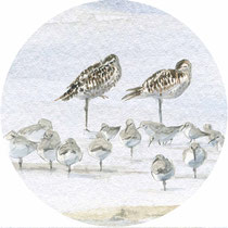 Illustration dessin naturaliste - Réserve ornithologique du Teich - Oiseaux - Sophie Bataille