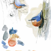 Illustration naturaliste - Victor Noël - Delachaux et Niestlé - Sophie Bataille