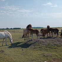 Sommerweide, Auslauf