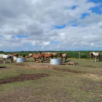 Sommerweide, Auslauf