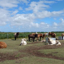 Sommerweide, Auslauf