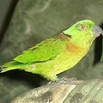 A. SWINDERNIANUS