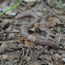 ヒトツモンミミズ（埼玉県北本市北本自然観察公園で撮影）