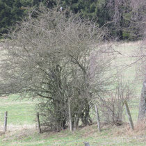 Raubwürger im Rhenegger Nordfeld  14.04.2013