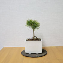 五葉松（常緑）