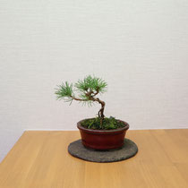五葉松（常緑）