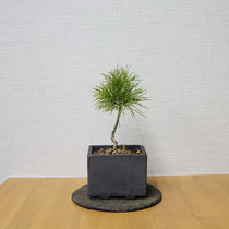 五葉松（常緑）