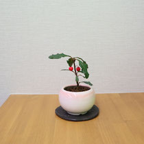 チリメンヤブコウジ（常緑）