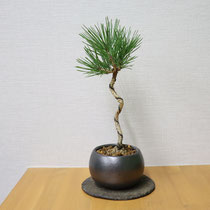 クロマツ（常緑）