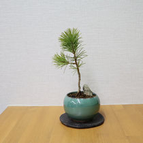 五葉松（常緑）