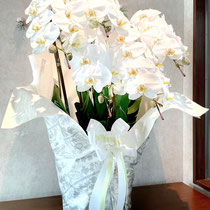 5本立ち　55,000円～
