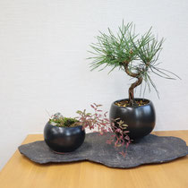 コデマリ（落葉）　クロマツ（常緑） 