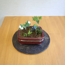 ハクチョウゲ(常緑)ヒメセキショウ(常緑)モミジ(常緑)
