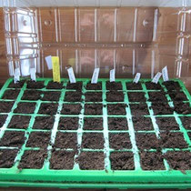 Semis de tomates, poivrons...