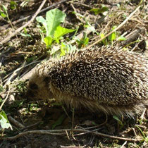 Hérisson  - photo Annick