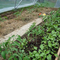 Les radis, salades, tomates
