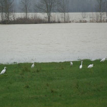 Grandes aigrettes à Labergement-lès-Seurre