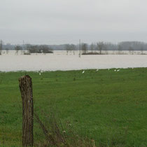 Grandes aigrettes à Labergement-lès-Seurre