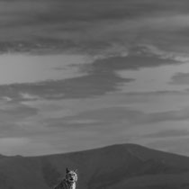 Luc Nagels