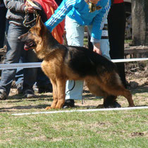 7БП Champ vom Sparthof (судья SV Joachim Stiegler)