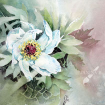 Peonie I 2023 (T1) 30x40cm / Watercolour by ©janinaB.