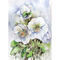 Helleborus I 2025 (2) / Watercolour by ©janinaB.