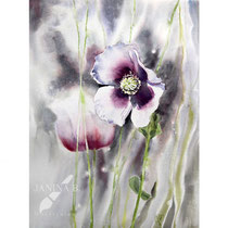 Poppy II 2023 (T1) 30x40cm / Watercolour by ©janinaB.