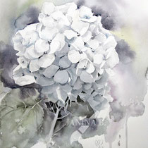 Hydrangea III 2023 (T1) 30x40cm / Watercolour by ©janinaB.