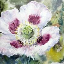 Poppy I 2023  (T1) 30x40cm / Watercolour by ©janinaB.