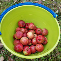 Äpfel im Eimer