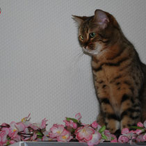 Femelle bengal CANDY