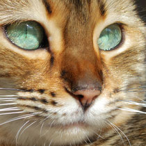 Femelle bengal "yeux" CANDY